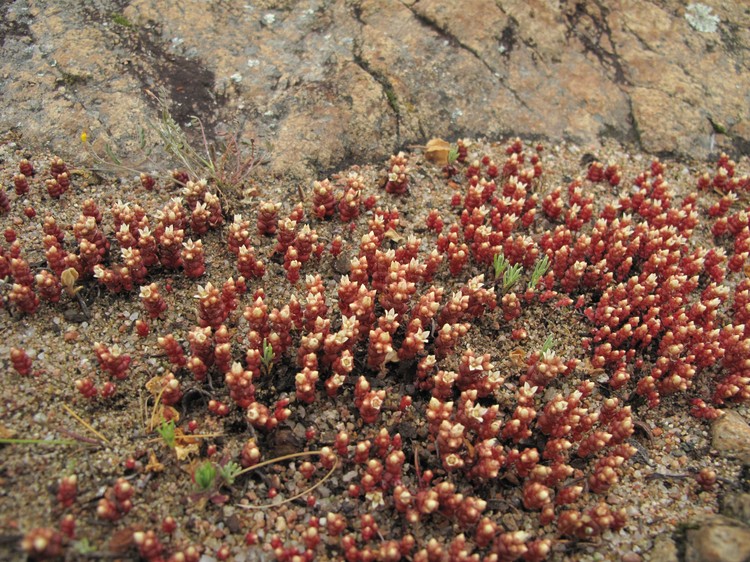 Sedum andegavense